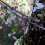 Lonicera fragrantissima عادت