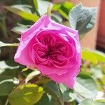 Rosa centifolia 花