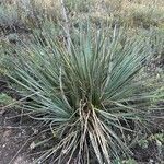 Yucca glauca পাতা