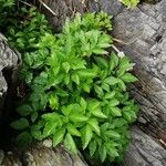 Ligusticum scothicum Blad