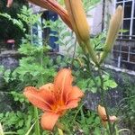 Hemerocallis fulvaCvet