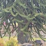 Araucaria araucana Blad