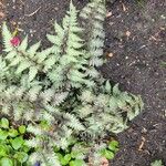 Athyrium niponicum Blomst