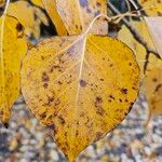 Populus balsamiferaDeilen