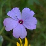 Eudianthe coeli-rosa Flower