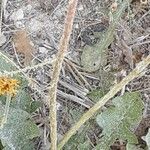 Tridax procumbens Casca
