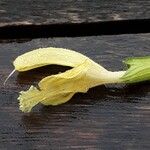 Salvia glutinosa Flower