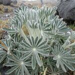 Lupinus alopecuroides Foglia