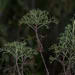 Artemisia alba Foglia