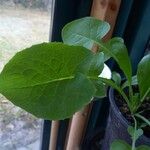 Lactuca macrophylla Hoja
