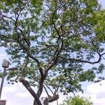 Anadenanthera colubrina ശീലം