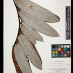 Guatteria discolor Hoja