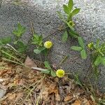 Trifolium campestre Λουλούδι