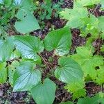 Dioscorea villosa Leaf