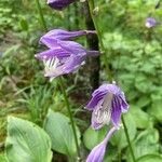 Hosta ventricosa Cvet