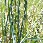 Elytrigia x laxa Floare