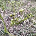 Valeriana dentata Blüte