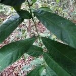 Massularia acuminata 葉