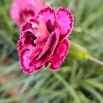 Dianthus plumarius Fleur