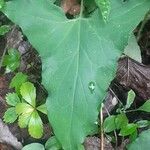 Adenocaulon bicolor Leaf
