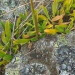 Valeriana celtica Leaf