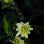 Passiflora biflora 花