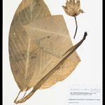 Goeppertia allouia Blatt