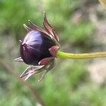 Cosmos atrosanguineus Muu