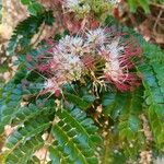 Albizia gummifera