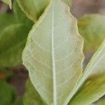 Rhododendron canescens Blad