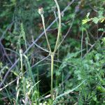 Cirsium filipendulum Habit