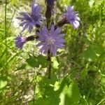 Lactuca alpina Kukka