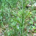 Cardamine impatiens Ffrwyth