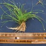 Eleocharis retroflexa अन्य