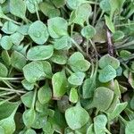 Claytonia rubra Blatt