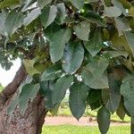 Ficus platyphylla Leaf