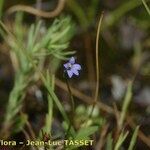 Solenopsis laurentia 花