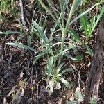 Ranunculus illyricus Leaf