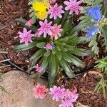 Lewisia longipetala ᱵᱟᱦᱟ