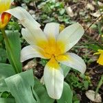 Tulipa kaufmanniana 花