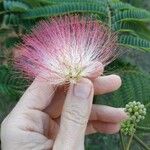 Albizia julibrissinKvět