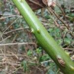 Rubus apetalus Bark