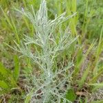 Artemisia austriaca Ліст