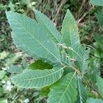 Castanea sativaഇല