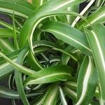 Chlorophytum capense Leaf