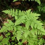 Gymnocarpium dryopteris Folha