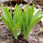 Allium tricoccum Feuille