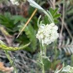Antennaria microphylla Flower