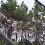 Pinus halepensisPokrój