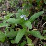 Myosotis arvensis Habit